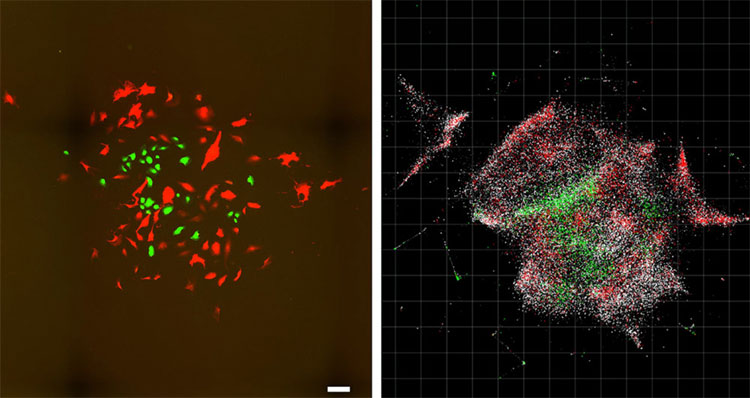 Picture 1 of Glowing cells - a new direction in cancer treatment
