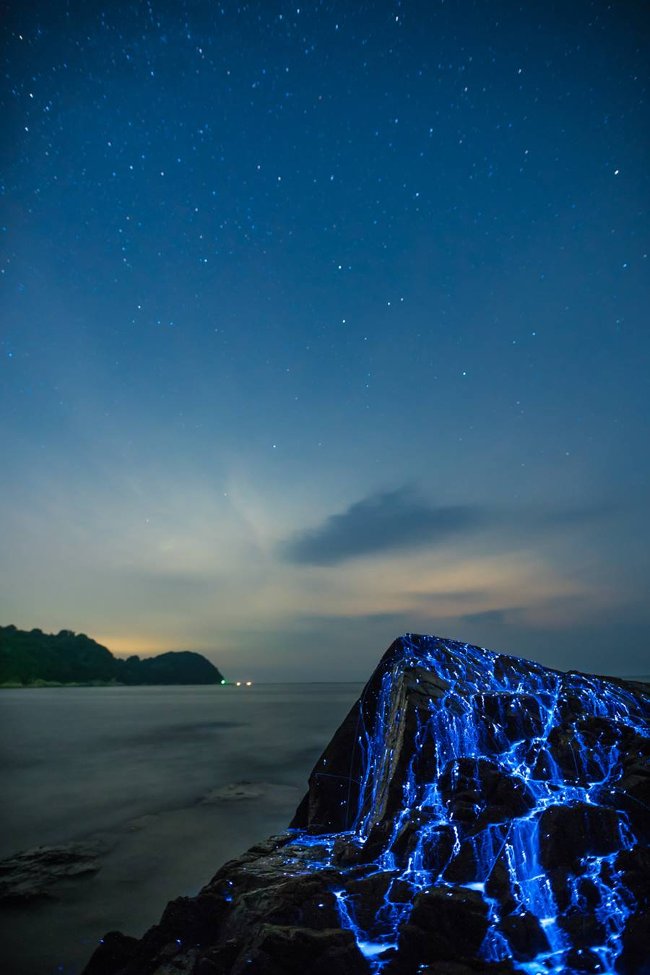 Picture 8 of Glowing sea shrimp glows on the coast of Japan