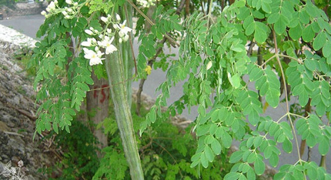 Picture 2 of Gnarled vegetables: Can not cure but prevent cancer