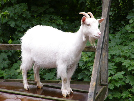 Picture 1 of Goats increase the risk of rare lung cancer