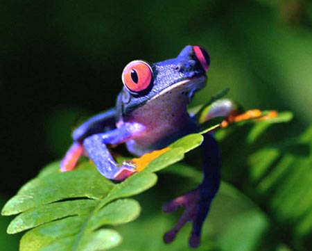 Picture 1 of 'God Frog' in India