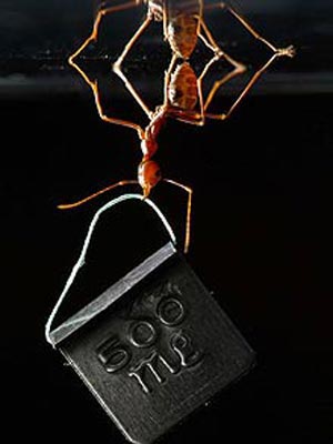 Picture 1 of Gold ants