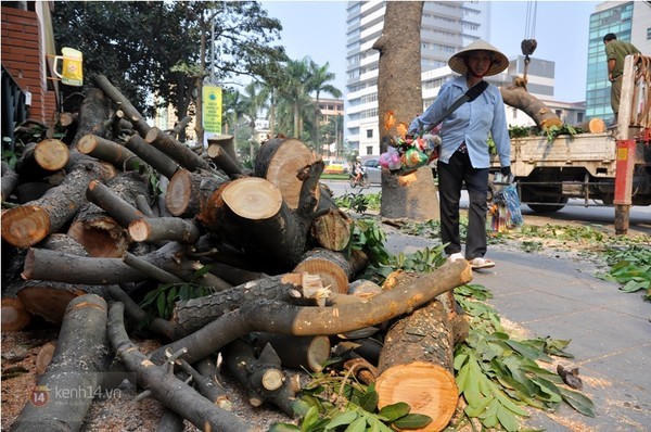 Picture 1 of Gold mind - What is special about the tree that will replace 6,700 trees in Hanoi?