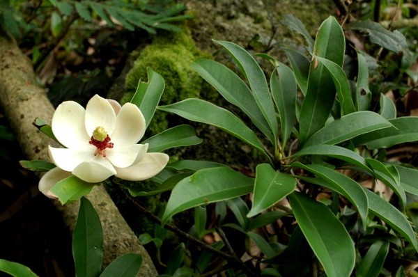 Picture 10 of Gold mind - What is special about the tree that will replace 6,700 trees in Hanoi?