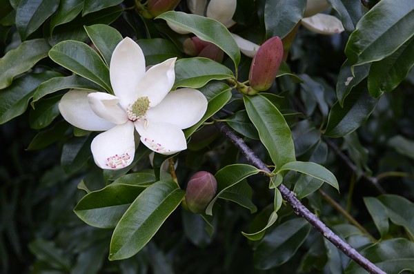 Picture 11 of Gold mind - What is special about the tree that will replace 6,700 trees in Hanoi?