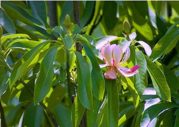 Picture 12 of Gold mind - What is special about the tree that will replace 6,700 trees in Hanoi?