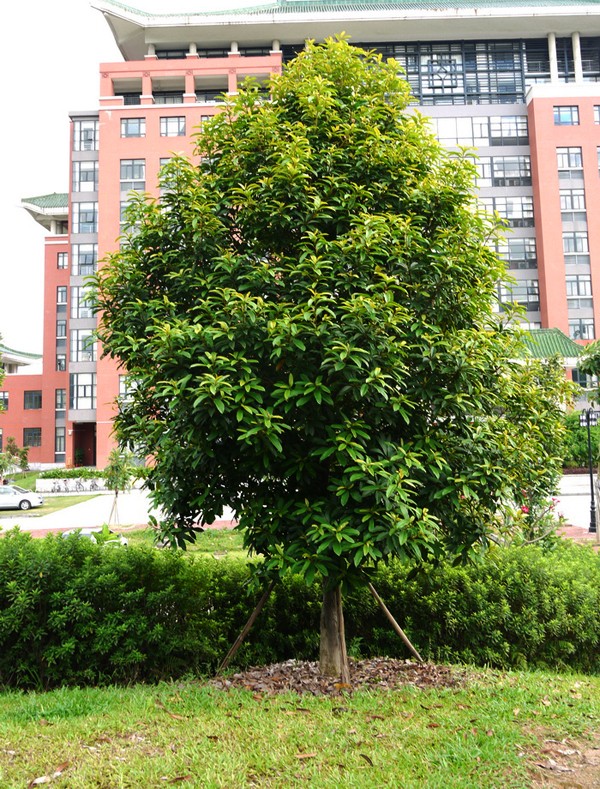 Picture 2 of Gold mind - What is special about the tree that will replace 6,700 trees in Hanoi?