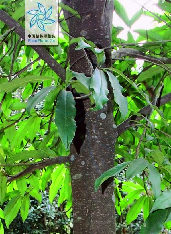 Picture 3 of Gold mind - What is special about the tree that will replace 6,700 trees in Hanoi?