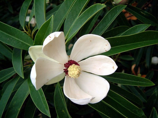 Picture 4 of Gold mind - What is special about the tree that will replace 6,700 trees in Hanoi?