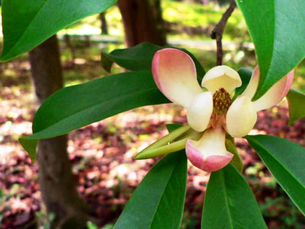 Picture 5 of Gold mind - What is special about the tree that will replace 6,700 trees in Hanoi?