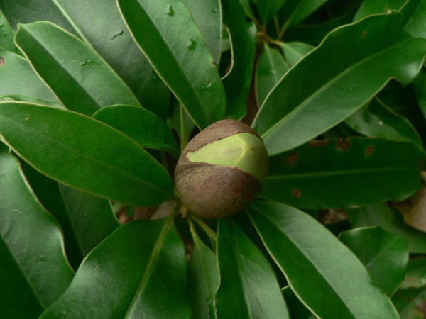 Picture 6 of Gold mind - What is special about the tree that will replace 6,700 trees in Hanoi?
