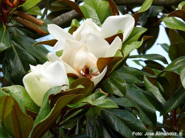 Picture 7 of Gold mind - What is special about the tree that will replace 6,700 trees in Hanoi?