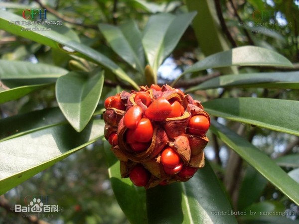 Picture 8 of Gold mind - What is special about the tree that will replace 6,700 trees in Hanoi?
