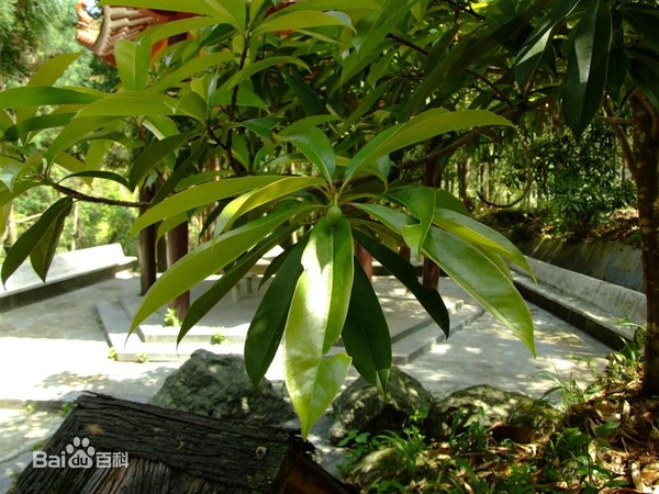 Picture 9 of Gold mind - What is special about the tree that will replace 6,700 trees in Hanoi?