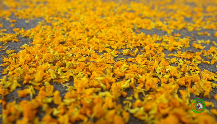 Picture 5 of Golden flash in the sunny season of Christmas Perfume