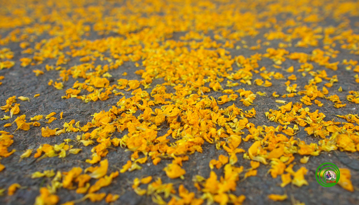 Picture 6 of Golden flash in the sunny season of Christmas Perfume