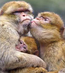 Picture 5 of 'Golden Hour' of all species