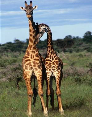 Picture 6 of 'Golden Hour' of all species