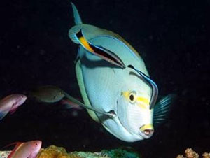 Picture 7 of 'Golden Hour' of all species