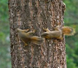 Picture 8 of 'Golden Hour' of all species