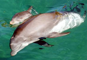 Picture 9 of 'Golden Hour' of all species