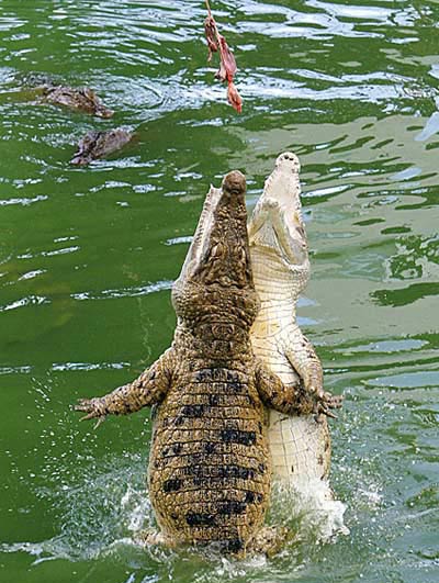 Picture 11 of Golden moments of five-year animals