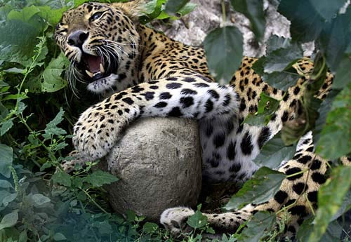 Picture 14 of Golden moments of five-year animals