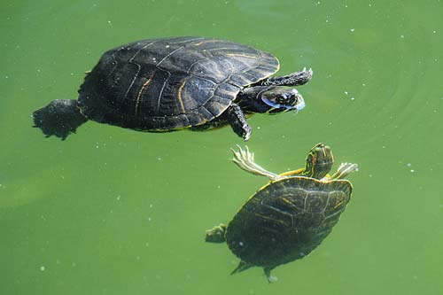 Picture 9 of Golden moments of five-year animals