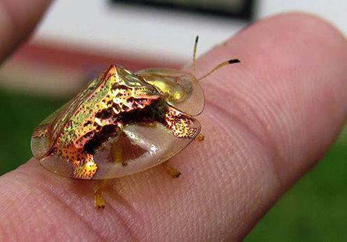 Picture 1 of Golden turtle with the ability to