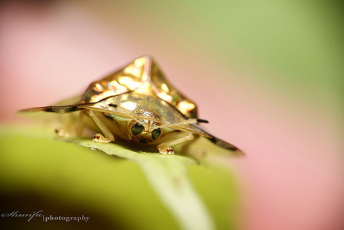 Picture 4 of Golden turtle with the ability to