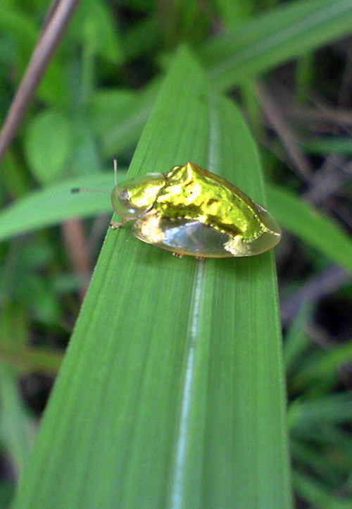 Picture 6 of Golden turtle with the ability to