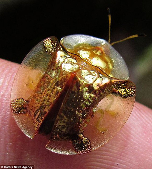 Picture 8 of Golden turtle with the ability to