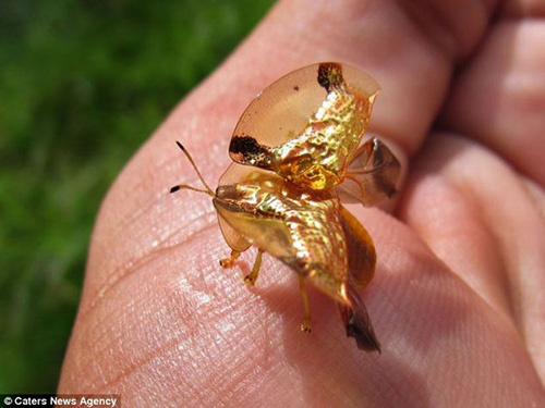 Picture 9 of Golden turtle with the ability to