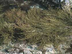 Picture 2 of Good medicine prevents disease caused by iodine deficiency