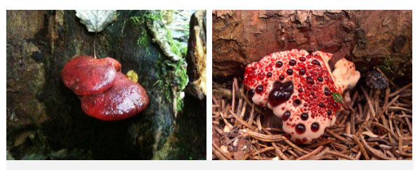 Picture 4 of Goose bumps with 'bloody brain' sprouting from the stump