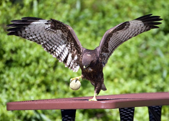 Picture 11 of Goose to wear sandals to protect feet on cement floor