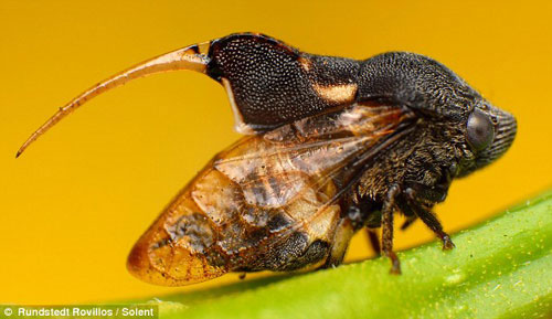Picture 10 of Gorgeous insects ...