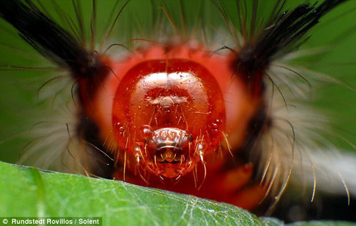 Picture 11 of Gorgeous insects ...