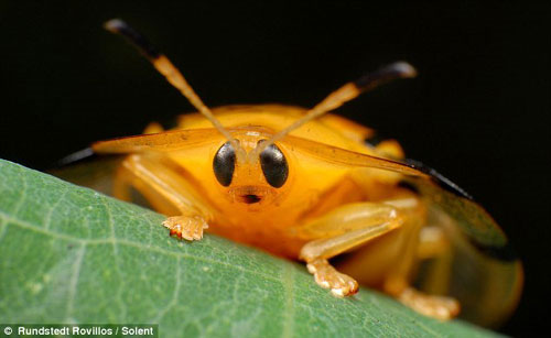Picture 12 of Gorgeous insects ...