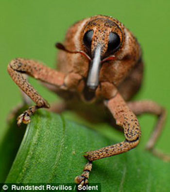 Picture 7 of Gorgeous insects ...