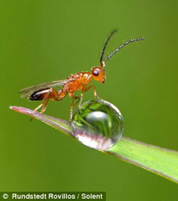 Picture 8 of Gorgeous insects ...