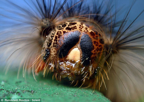 Picture 9 of Gorgeous insects ...