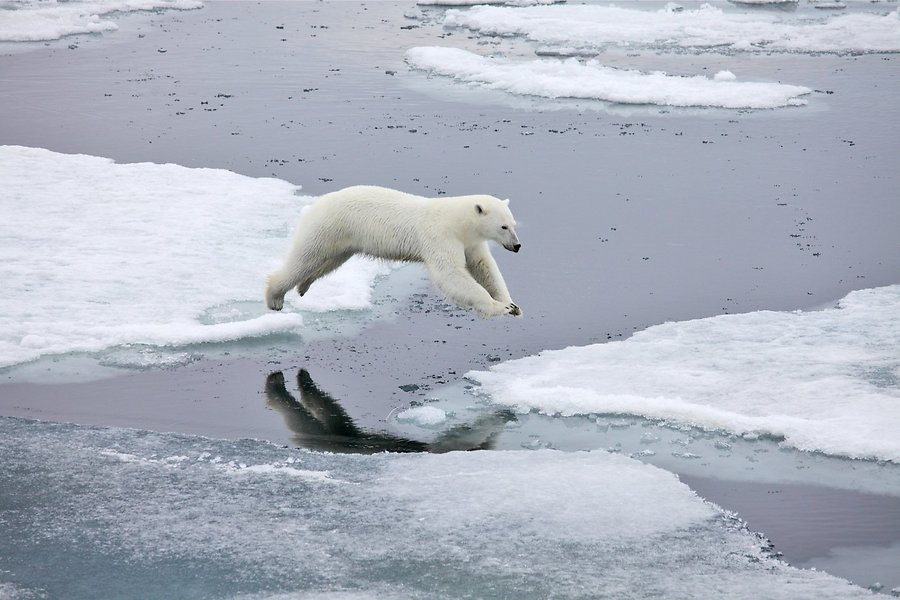 Picture 7 of Gorgeous photo series of wild animals in nature