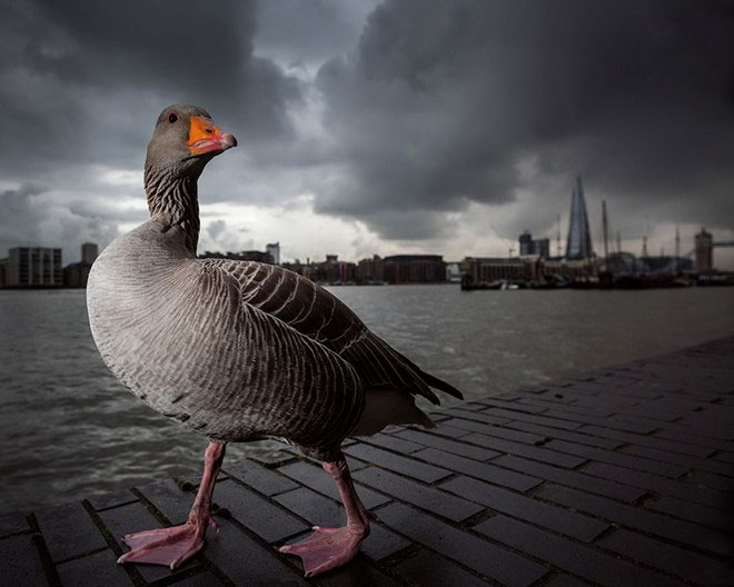 Picture 1 of Gorgeous wildlife photos won awards in the UK