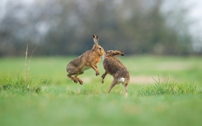 Picture 3 of Gorgeous wildlife photos won awards in the UK