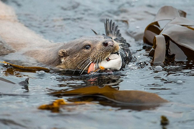 Picture 4 of Gorgeous wildlife photos won awards in the UK