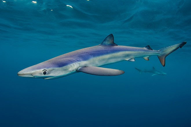 Picture 5 of Gorgeous wildlife photos won awards in the UK