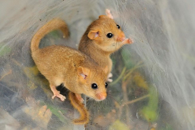 Picture 6 of Gorgeous wildlife photos won awards in the UK