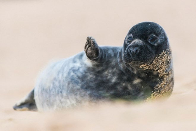 Picture 7 of Gorgeous wildlife photos won awards in the UK