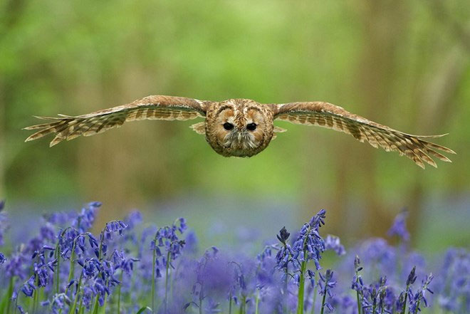 Picture 8 of Gorgeous wildlife photos won awards in the UK